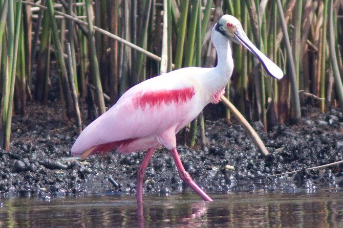 Small Group Boat, Kayak and Walking Guided Eco Tour Everglades - Potential Drawbacks or Considerations
