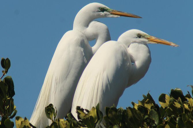 Small Group Boat, Kayak and Walking Guided Eco Tour Everglades - FAQs