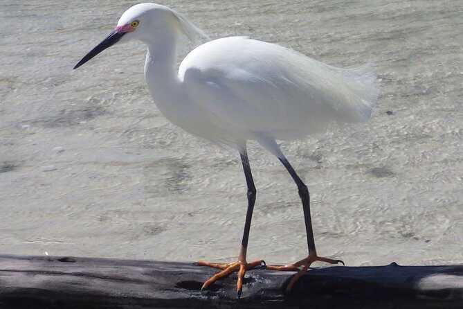 Small Group Boat, Kayak and Walking Guided Eco Tour Everglades - Final Thoughts
