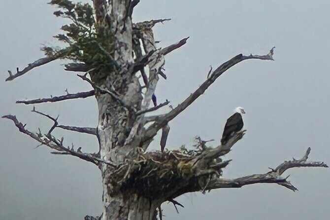Small Group Boat Tour of Sitka - Key Points
