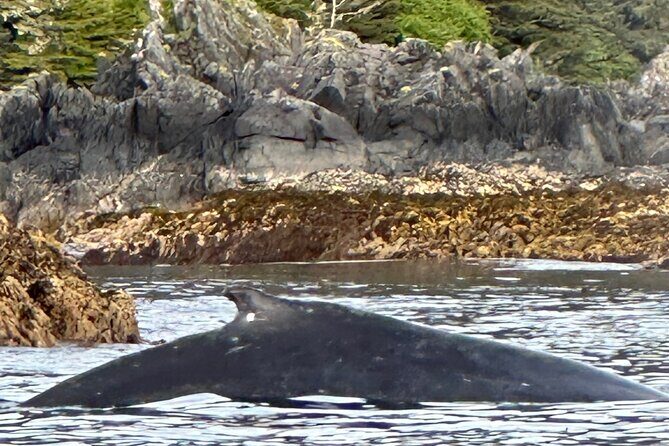 Small Group Boat Tour of Sitka - What the Tour Offers