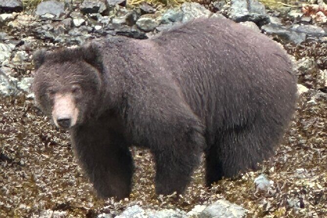 Small Group Boat Tour of Sitka - Overall Thoughts