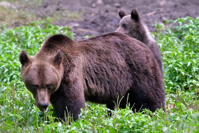 Small-Group Brown Bear-Watching Experience from Brasov - Final Thoughts