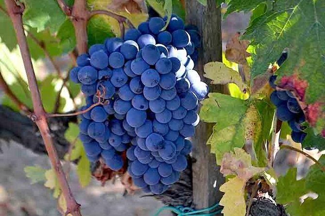 Small-Group Brunello Wine Tour of Montalcino from Florence - Analyzing the Value