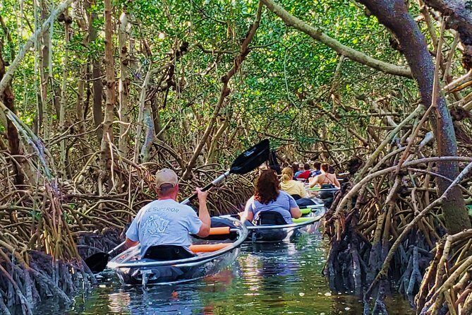 Small-Group Clear Kayak Tour in Shell Key - What’s Included and What to Expect