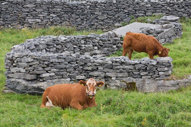 Small Group - Cliffs Cruise, Aran Islands AND Connemara in One Day from Galway - What People Are Saying