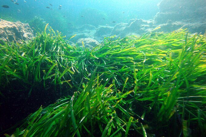 Small Group Diving Adventure in Menorca - Who Should Consider This Tour?