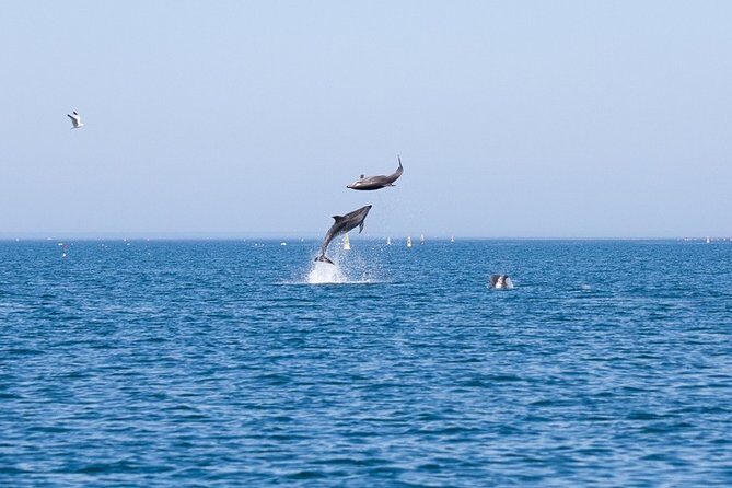 Small Group Dolphin and Wildlife Watching Tour in Faro - The Guides: Knowledge and Passion