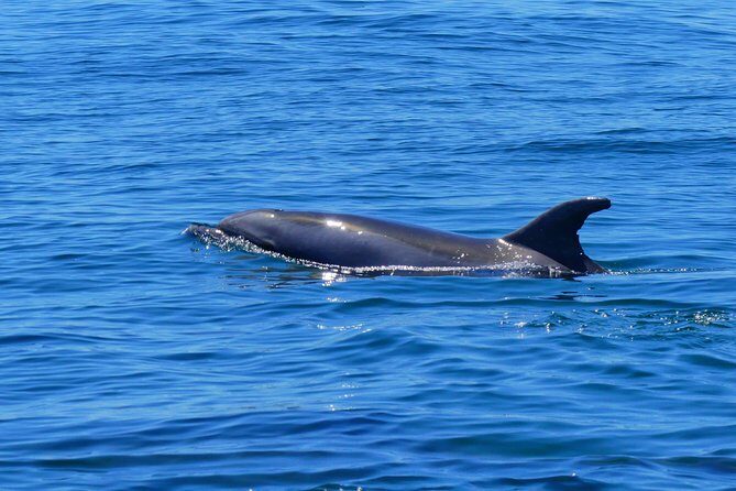 Small Group Dolphin and Wildlife Watching Tour in Faro - The Price and Value