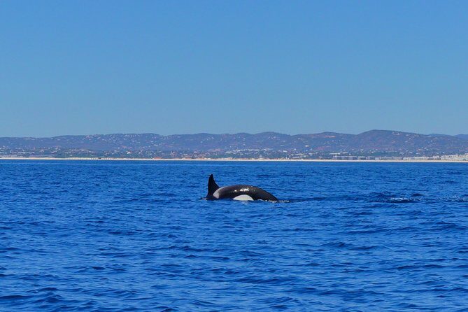 Small Group Dolphin and Wildlife Watching Tour in Faro - The Sum Up