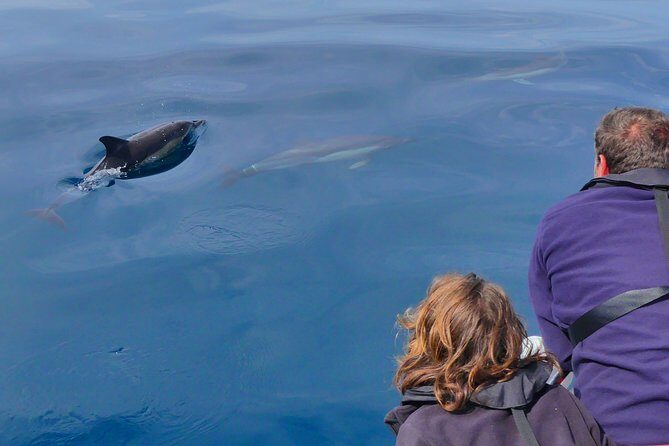 Small Group Dolphin and Wildlife Watching Tour in Faro - FAQ
