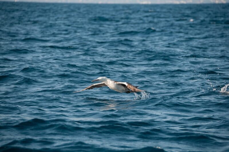 (Small Group) Dolphin & Marine Wildlife Watching Tour - In-Depth Breakdown of the Itinerary