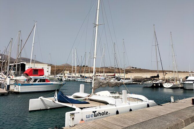 Small Group Dolphin Sunset Tour on Electric Catamaran Lanzarote - FAQ