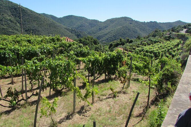Small Group E-bike Tour in the Ligurian Riviera with Lunch - Wrapping Up