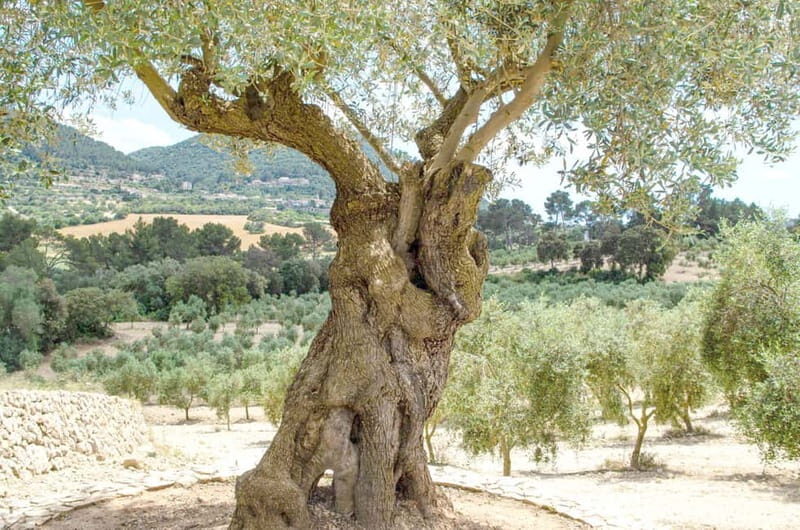 Small group- Exclusive Olive Oil & Wine Tour Mallorca - Key Points