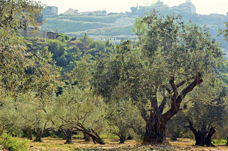 Small group- Exclusive Olive Oil & Wine Tour Mallorca - Who Would Love This Tour
