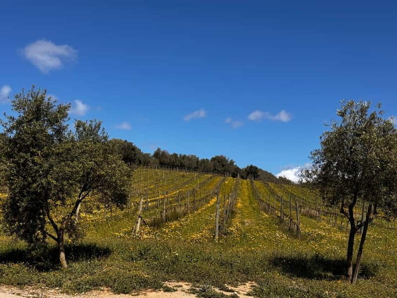 Small group- Exclusive Olive Oil & Wine Tour Mallorca - FAQ
