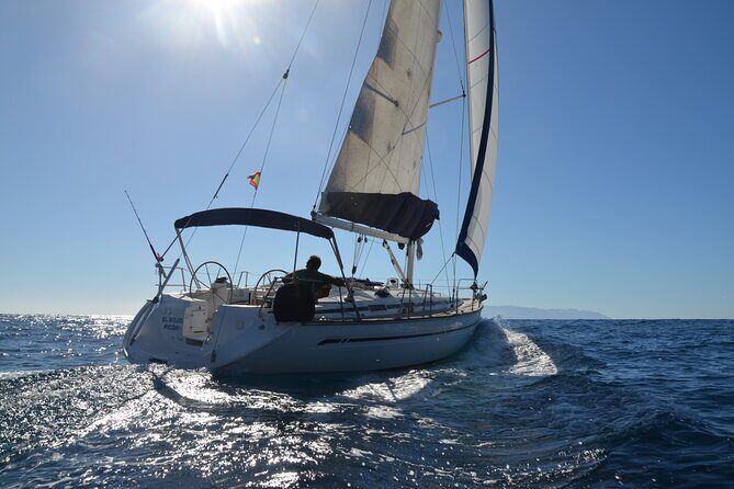 Small Group Excursion Whales and Dolphin Watching Los Gigantes - Key Points