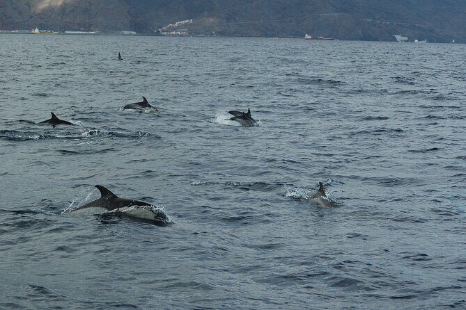Small Group Excursion Whales and Dolphin Watching Los Gigantes - Detailed Overview of the Tour