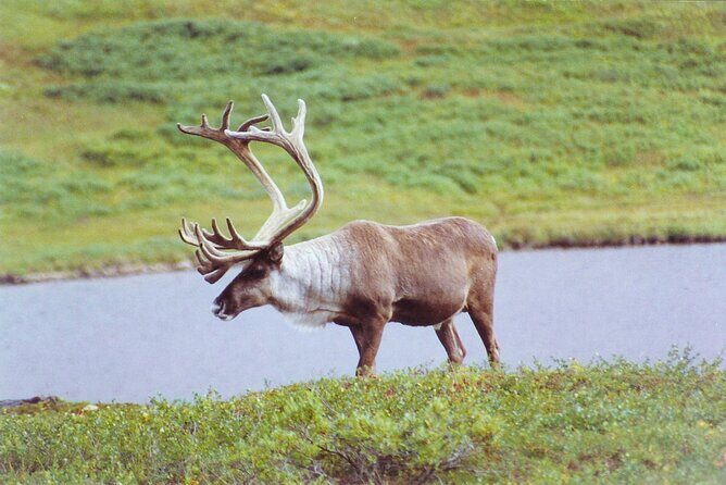 Small-Group Flight Denali National Park Tour with Guided Hike - The Sum Up