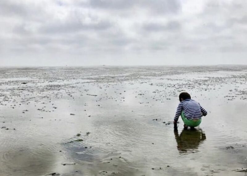 Small group full day island tour to Texel from Amsterdam - Key Points