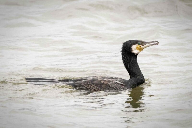 Small group full day island tour to Texel from Amsterdam - Final Thoughts