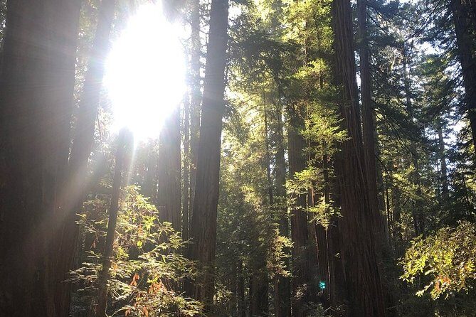 Small-Group Giant Redwoods and Russian River Wine Country Trip - A Deep Dive into the Experience