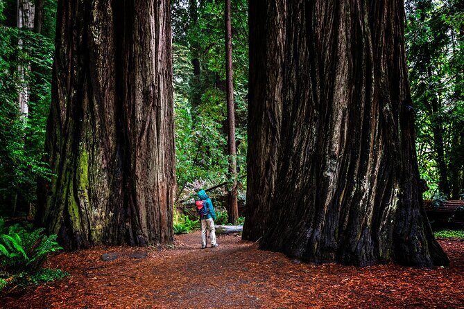 Small-Group Giant Redwoods and Russian River Wine Country Trip - FAQs