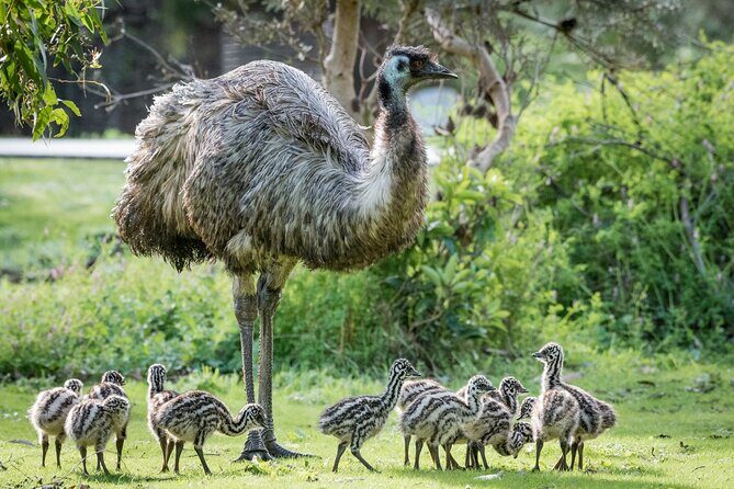 Small-Group Grampians Great Wildlife Escape Day Trip with Hiking - The Itinerary in Detail