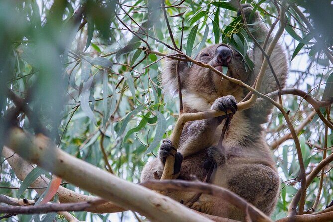 Small-Group Great Ocean Road Classic Day Tour from Melbourne - An In-Depth Look at the Tour Experience