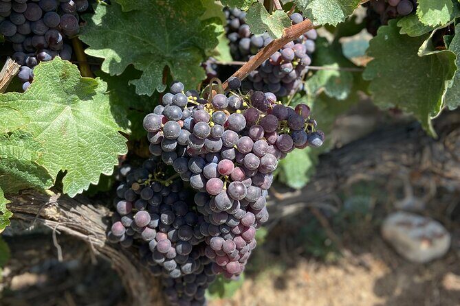 Small Group Guided E-bike Tour in Nice's Organic Vineyard - The Vineyard Stop: Authentic and Personal