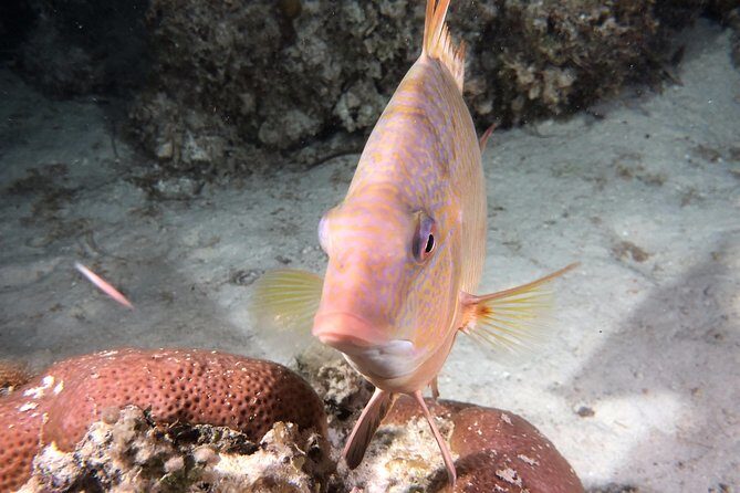 Small Group Guided Shore Dives in St. Andrews State Park, Florida - The Sum Up