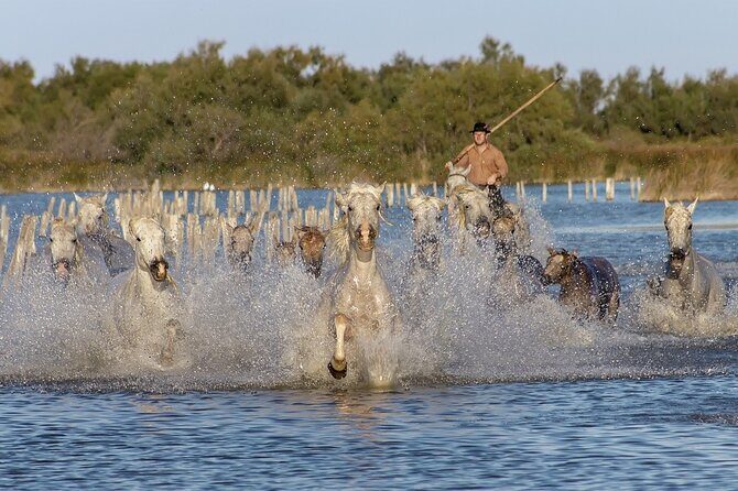 Small group half day Camargue and rosé wine tour from Montpellier - An In-Depth Look at What You’ll Experience