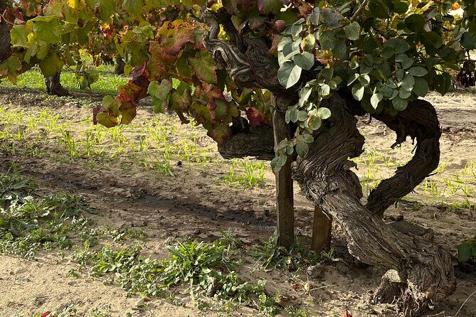 Small group half day Camargue and rosé wine tour from Montpellier - Final Thoughts