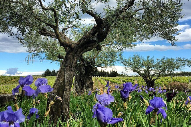 Small-Group Half-Day Languedoc Wine and Olive Tour from Montpellier - What to Expect from the Itinerary
