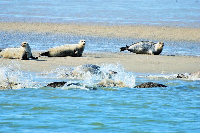 Small Group Half Day Seal Safari at UNESCO Site Waddensea from Amsterdam - Discovering the Wadden Sea: A Seal Safari from Amsterdam