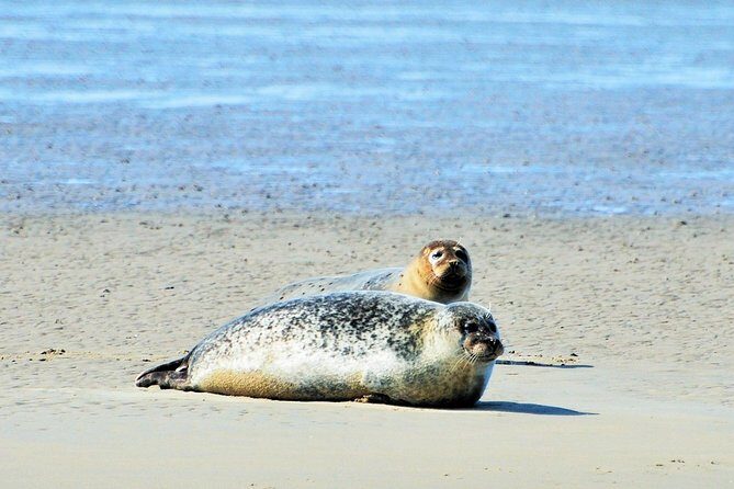 Small Group Half Day Seal Safari at UNESCO Site Waddensea from Amsterdam - Key Points