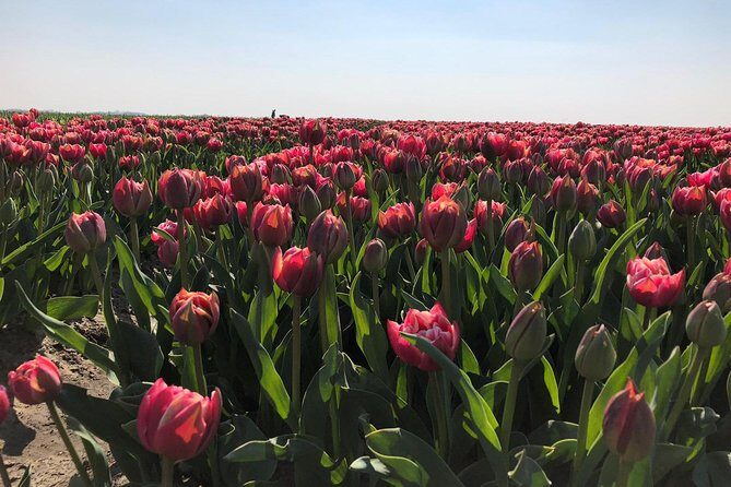 Small Group Half Day Seal Safari at UNESCO Site Waddensea from Amsterdam - Final Thoughts