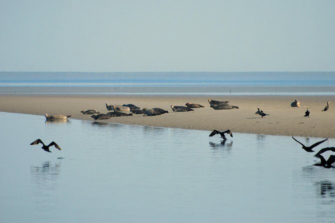 Small Group Half Day Seal Safari at UNESCO Site Waddensea from Amsterdam - FAQ