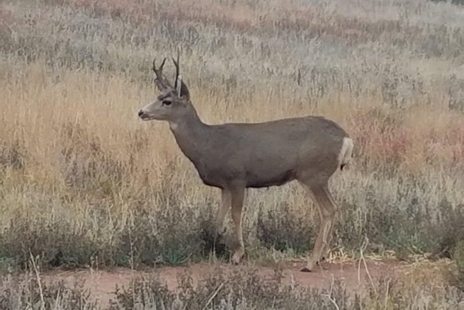 Small-Group Half-Day Tour Foothills of the Rockies from Denver - Practical Details & Tips