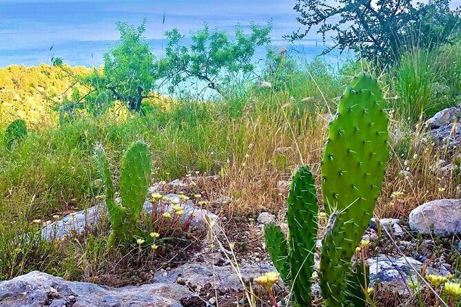 Small Group Half Day Tour of POLIGNANO a MARE and MONOPOLI - FAQ