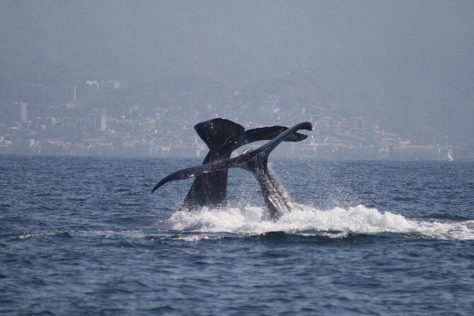 Small-Group Half-Day Whale-Watching Tour in Puerto Vallarta - A Closer Look at the Experience
