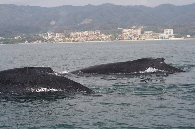 Small-Group Half-Day Whale-Watching Tour in Puerto Vallarta - Final Thoughts: Is This Tour Right for You?