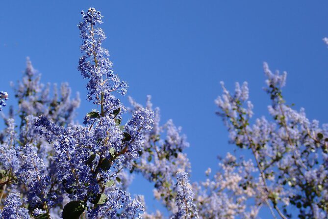 Small Group Hike Through San Diego's Heart and Soul - FAQ