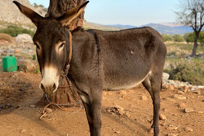 Small Group Hiking in Lindos - Final Thoughts