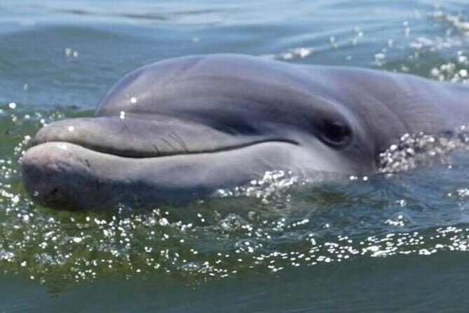 Small Group Hilton Head Morning Dolphin and Donut Cruise - FAQs