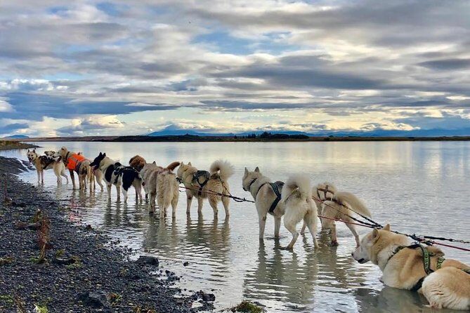 Small Group Husky Sledding Tour from Capital Region - What to Expect from the Husky Sledding Tour