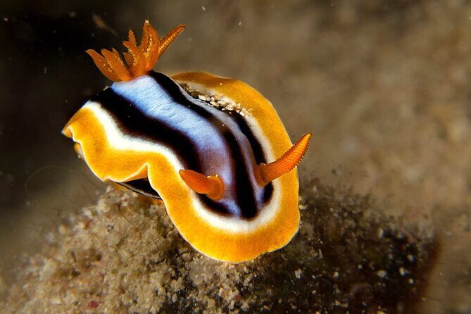 Small-Group Introductory Scuba Diving in Pula - FAQ