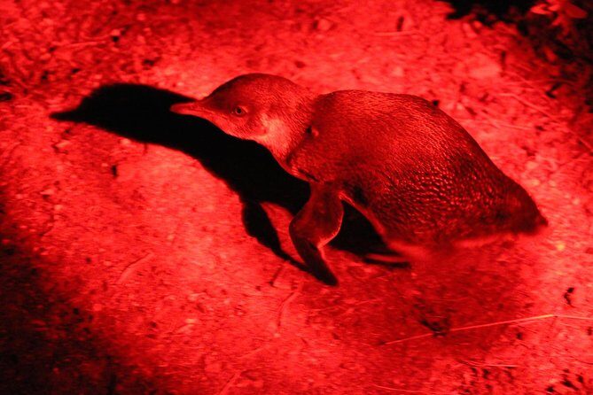 Small Group Kangaroo Island Evening and Night Tour - A Deep Dive Into the Experience