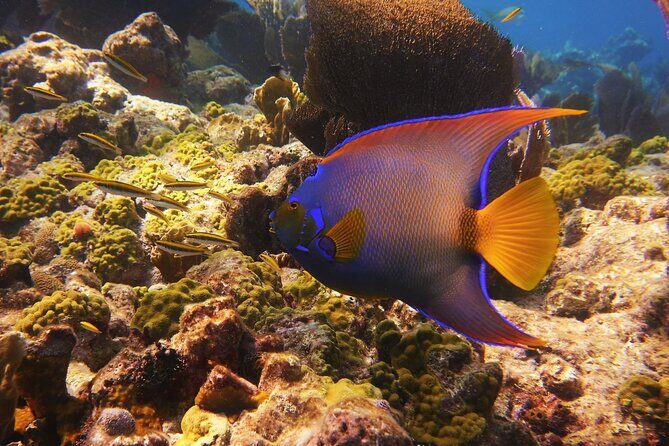 Small Group Key West Snorkel Adventure - Final Thoughts